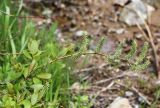 Salix taraikensis