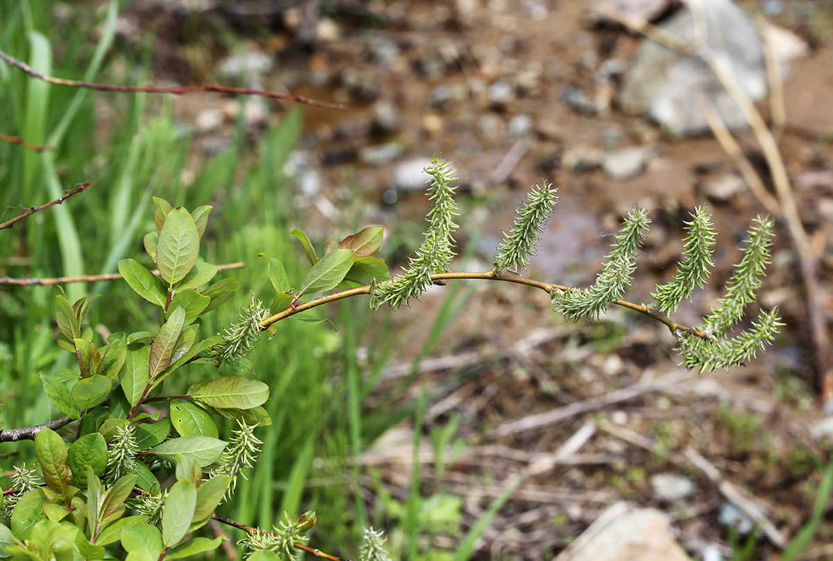 Изображение особи Salix taraikensis.