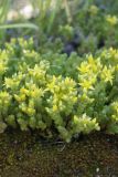 Sedum acre