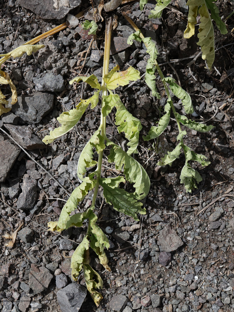 Image of Phlomoides speciosa specimen.