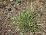 Sieglingia decumbens