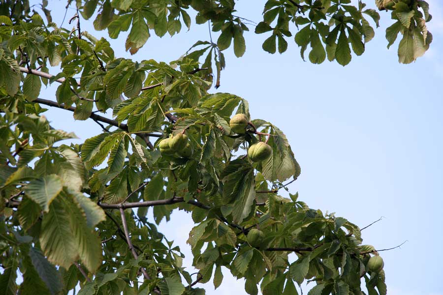 Изображение особи Aesculus flava.