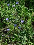 Cichorium intybus