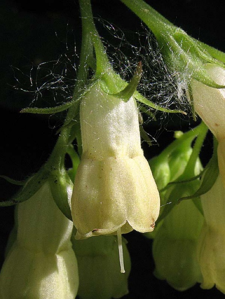 Изображение особи Symphytum cordatum.