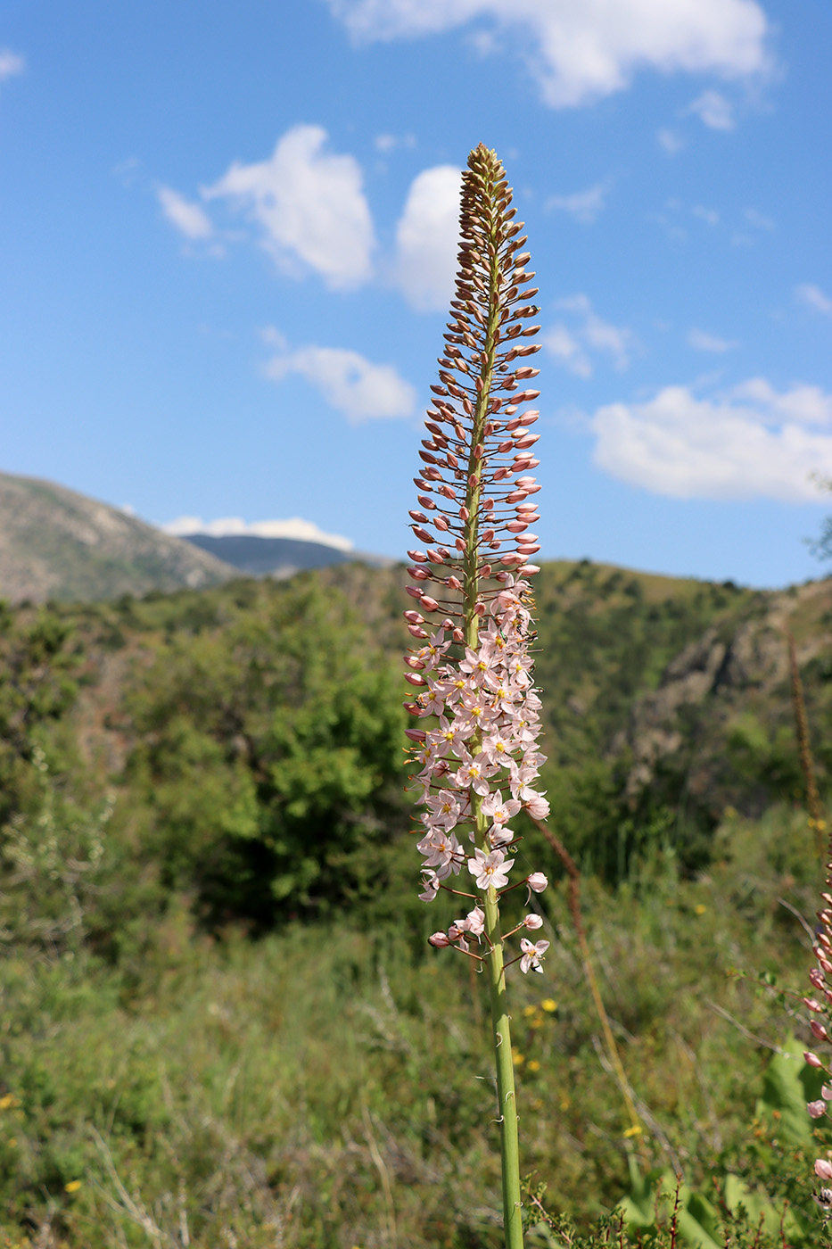 Изображение особи Eremurus robustus.