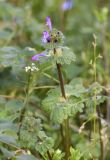 Lamium amplexicaule