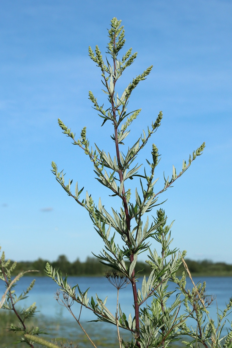 Изображение особи Artemisia vulgaris.