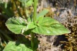 genus Epilobium