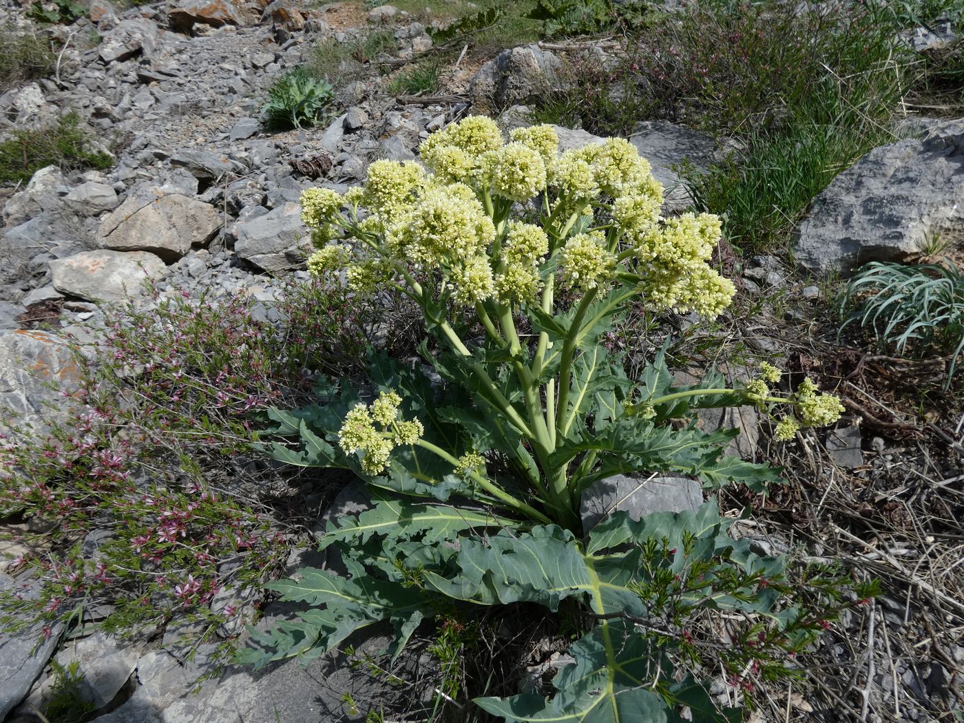 Изображение особи Megacarpaea orbiculata.