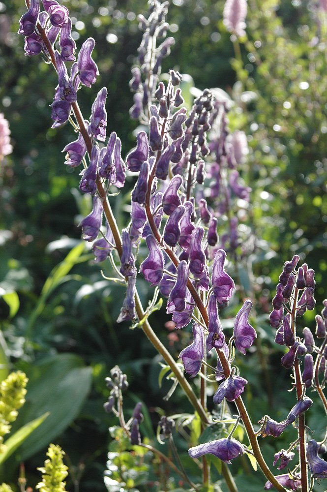 Изображение особи Aconitum septentrionale.