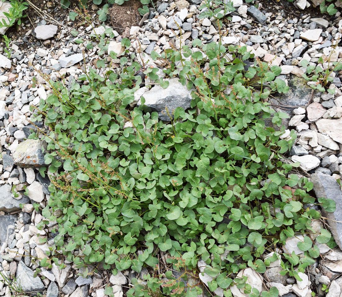 Image of Oxyria digyna specimen.