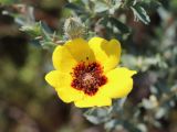 Rosa persica