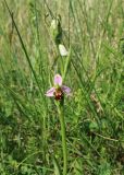 Ophrys apifera. Верхушка цветущего растения с поврежденным листом и соцветием. Краснодарский край, м/о г. Новороссийск, окр. Суджукской лагуны, в травостое. 24.05.2025.