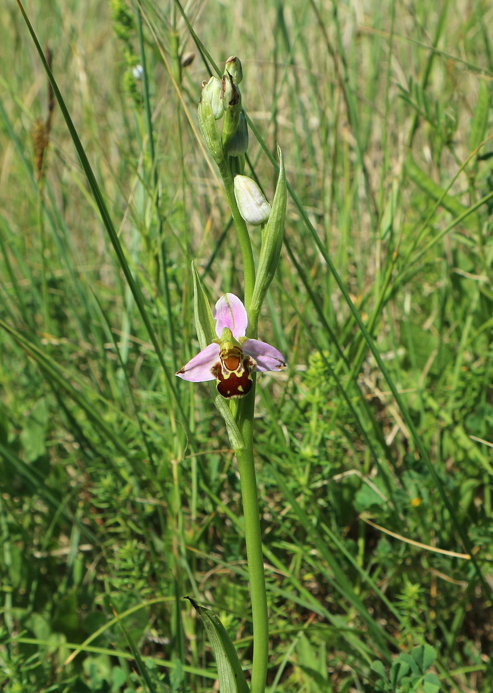 Image of Ophrys apifera specimen.