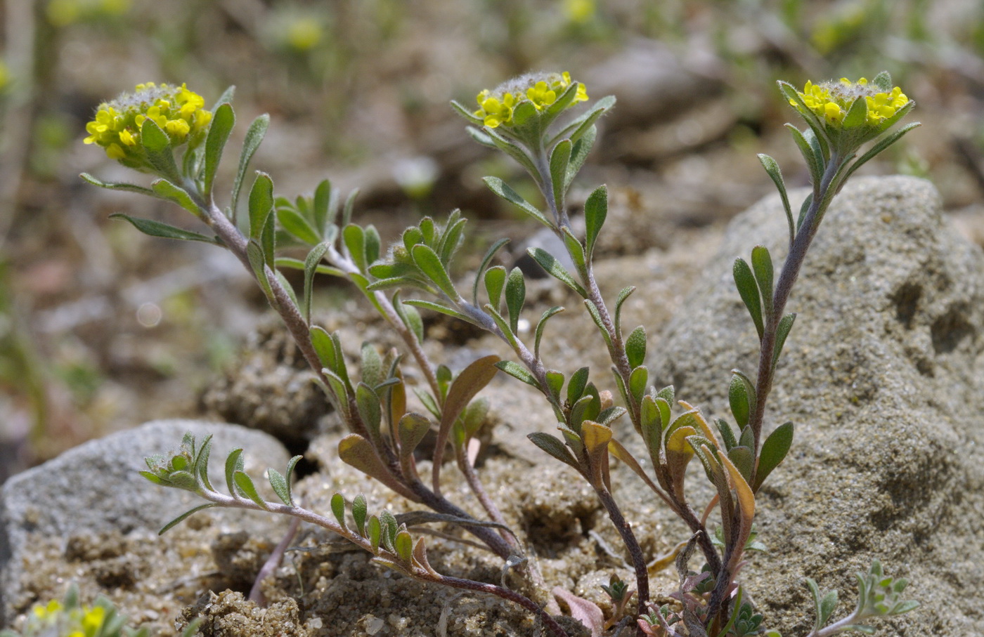 Изображение особи Alyssum turkestanicum var. desertorum.