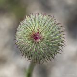 Смотреть изображение Carduus uncinatus подвид davisii
