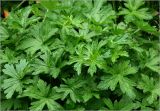 Geranium palustre. Листья. Московская обл., Раменский р-н, окр. дер. Хрипань, садовый участок. 22.06.2025.