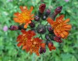 Pilosella aurantiaca