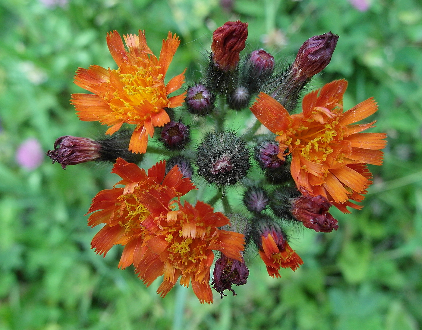 Image of Pilosella aurantiaca specimen.