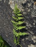 View full-size image Cystopteris fragilis