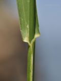 семейство Poaceae. Часть побега. Приморский край, Владивостокский ГО, о. Клыкова, терраса над каменистой береговой полосой. 07.07.2025.