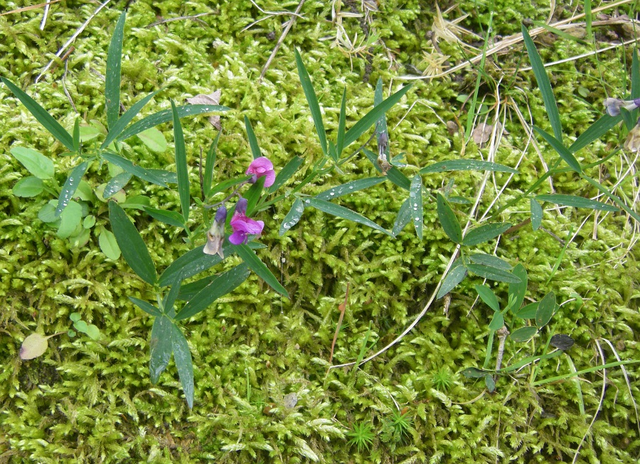 Изображение особи Lathyrus linifolius.