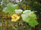 Ribes biebersteinii. Верхушка ветви с плодами. Северная Осетия, Ирафский р-н, дол. р. Танадон, опушка смешанного леса. 19.09.2024.