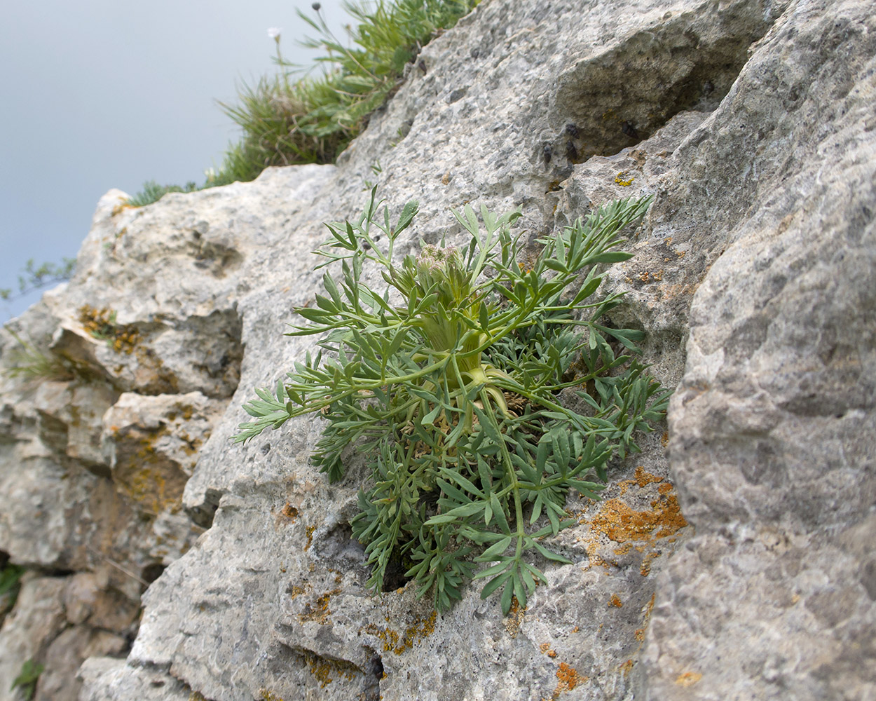 Image of Seseli petraeum specimen.