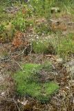 Dianthus borussicus. Вегетирующее и цветущее растения в сообществе со мхами и Calamagrostis epigeios. Витебская обл., окр. дер. Сурмино, оз, сухой кустарничково-зеленомошно-лишайниковый сосняк на песке, на зарастающей вырубке. 14.06.2025.