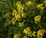 genus Barbarea. Соцветия. Республика Адыгея, окраина пос. Каменномостский, ур. Бокши, луг. 2 мая 2025 г.