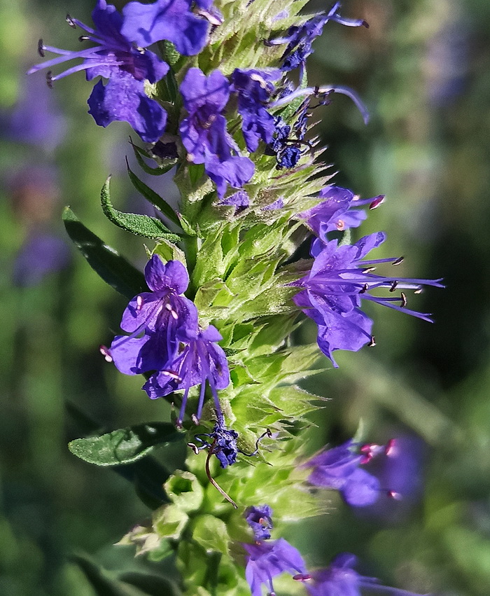 Изображение особи Hyssopus officinalis.