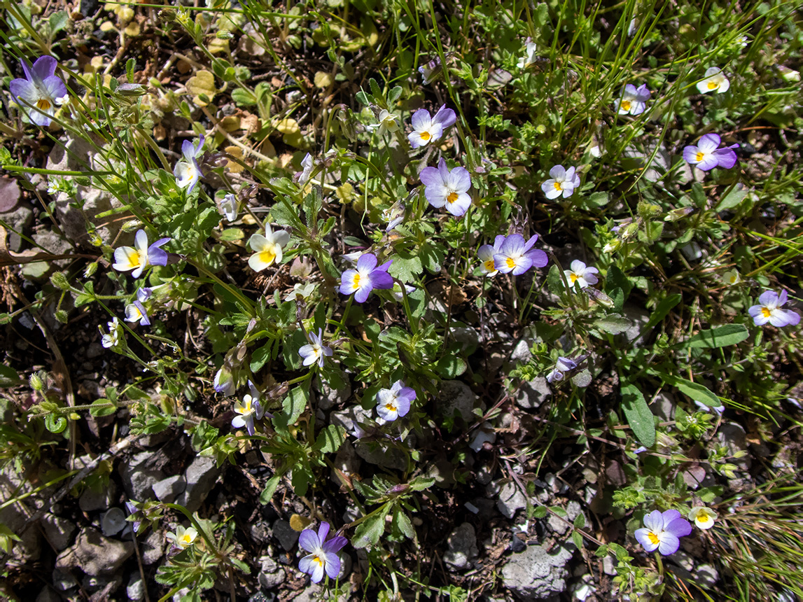 Image of Viola tricolor specimen.