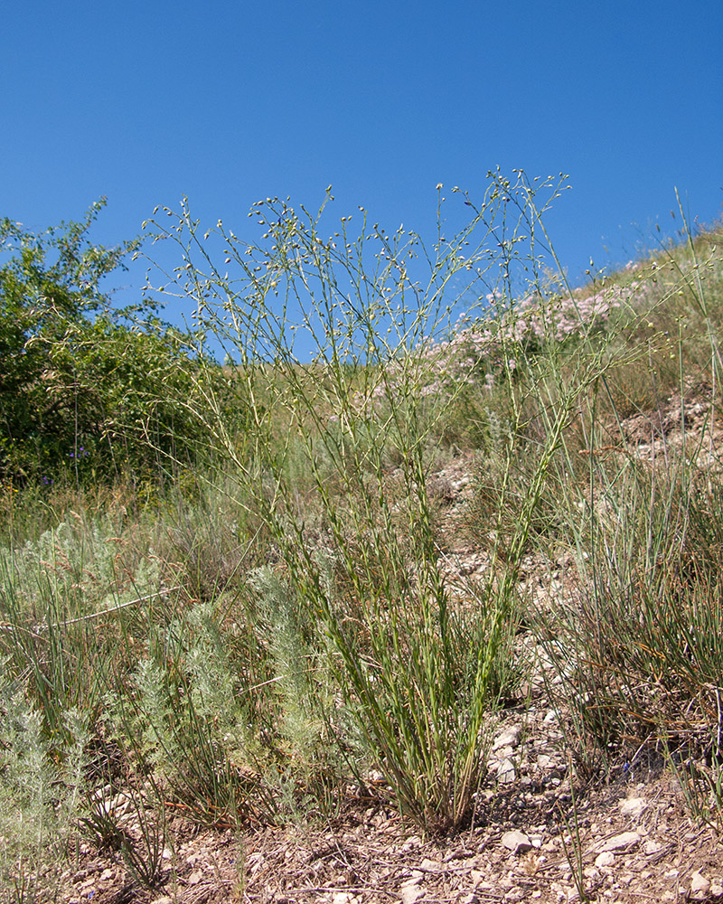 Image of Linum austriacum specimen.