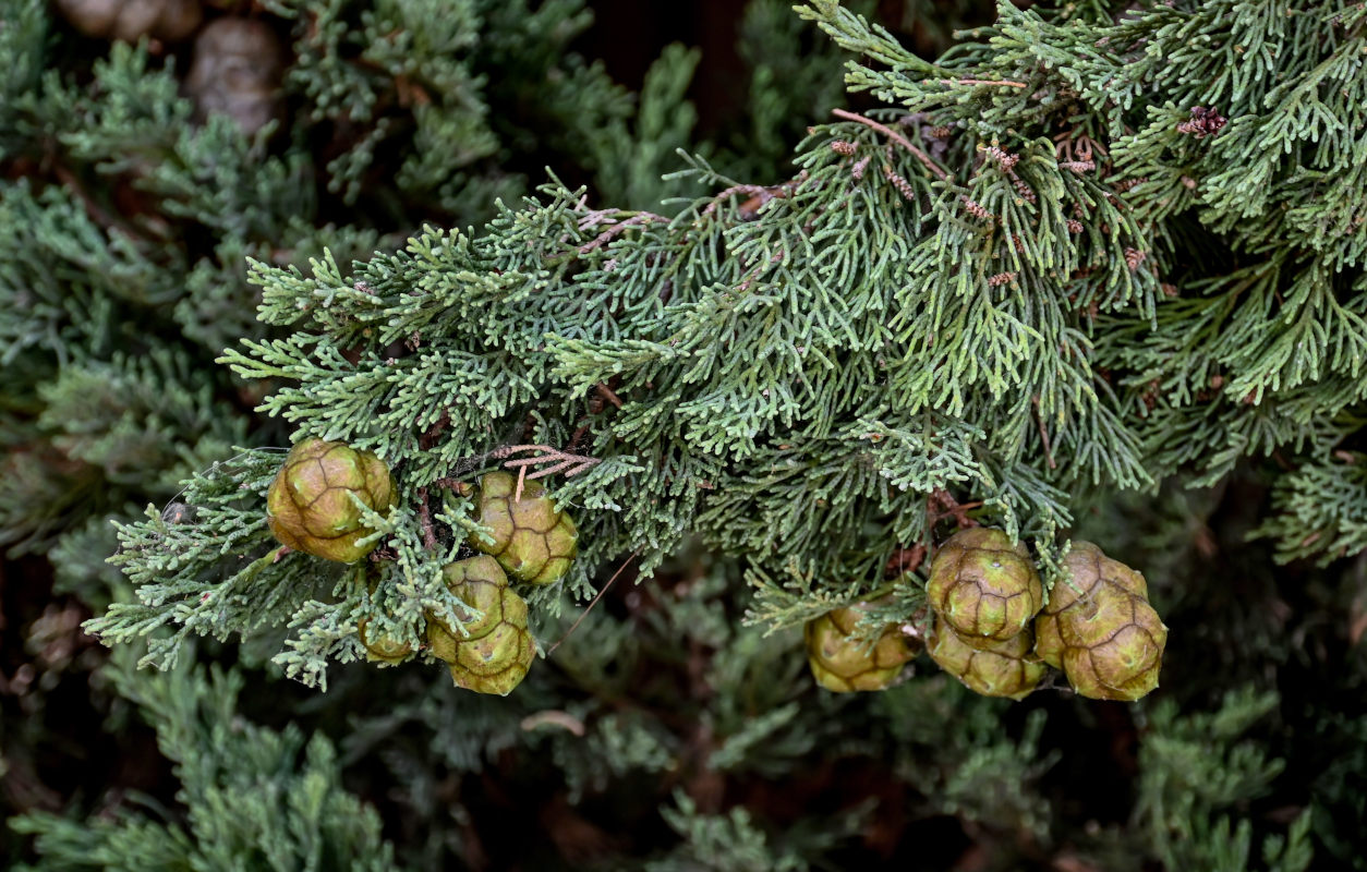 Image of Cupressus sempervirens specimen.