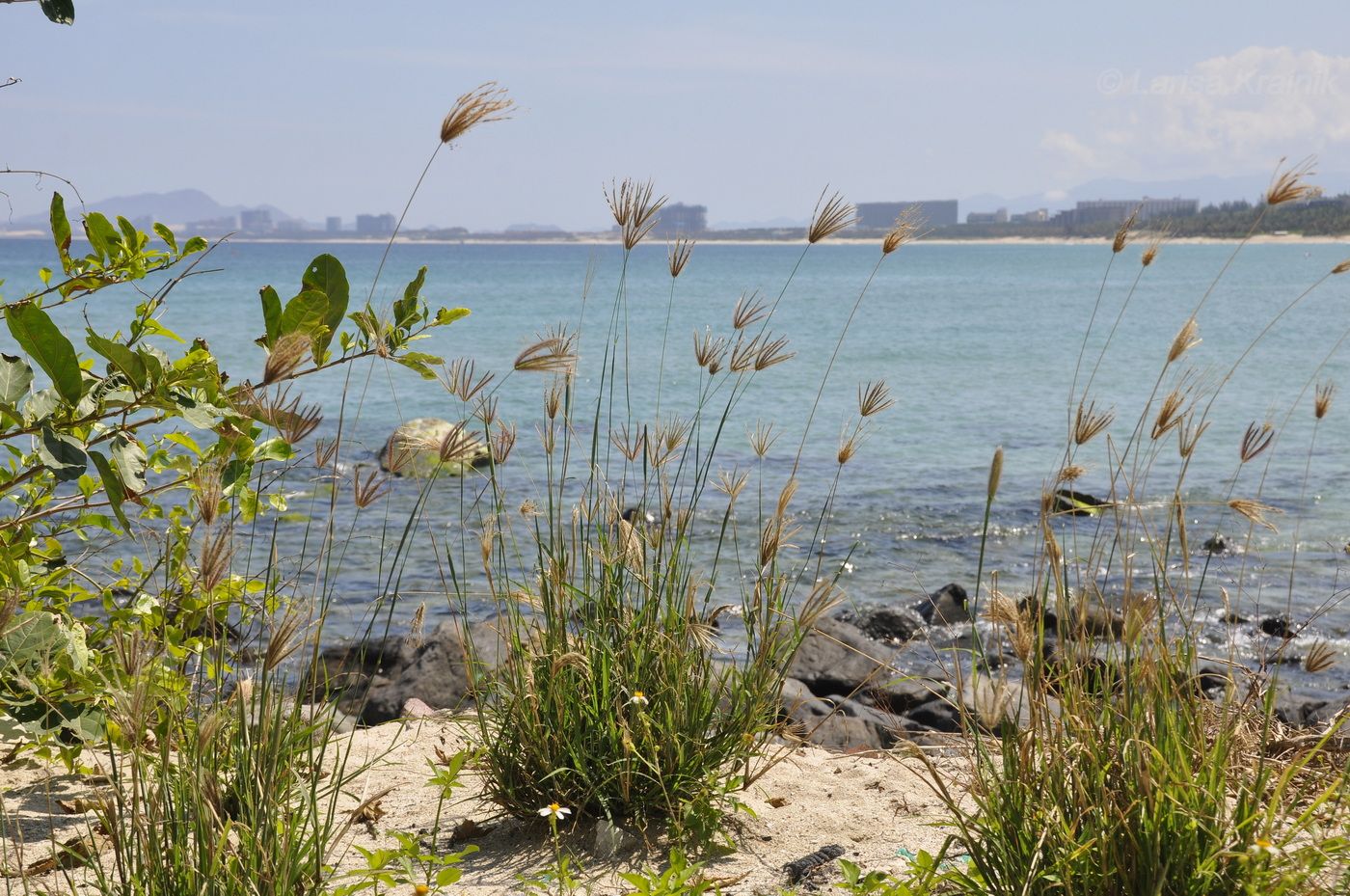 Изображение особи род Chloris.