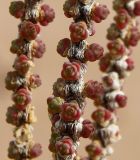 Halocnemum strobilaceum. Фрагмент веточки. Египет, окр. г. Эль-Дабаа, сепха (солончаковая приморская терраса), артрокнемово-сарсазановый опесчаненный солончак. 02.02.2025.