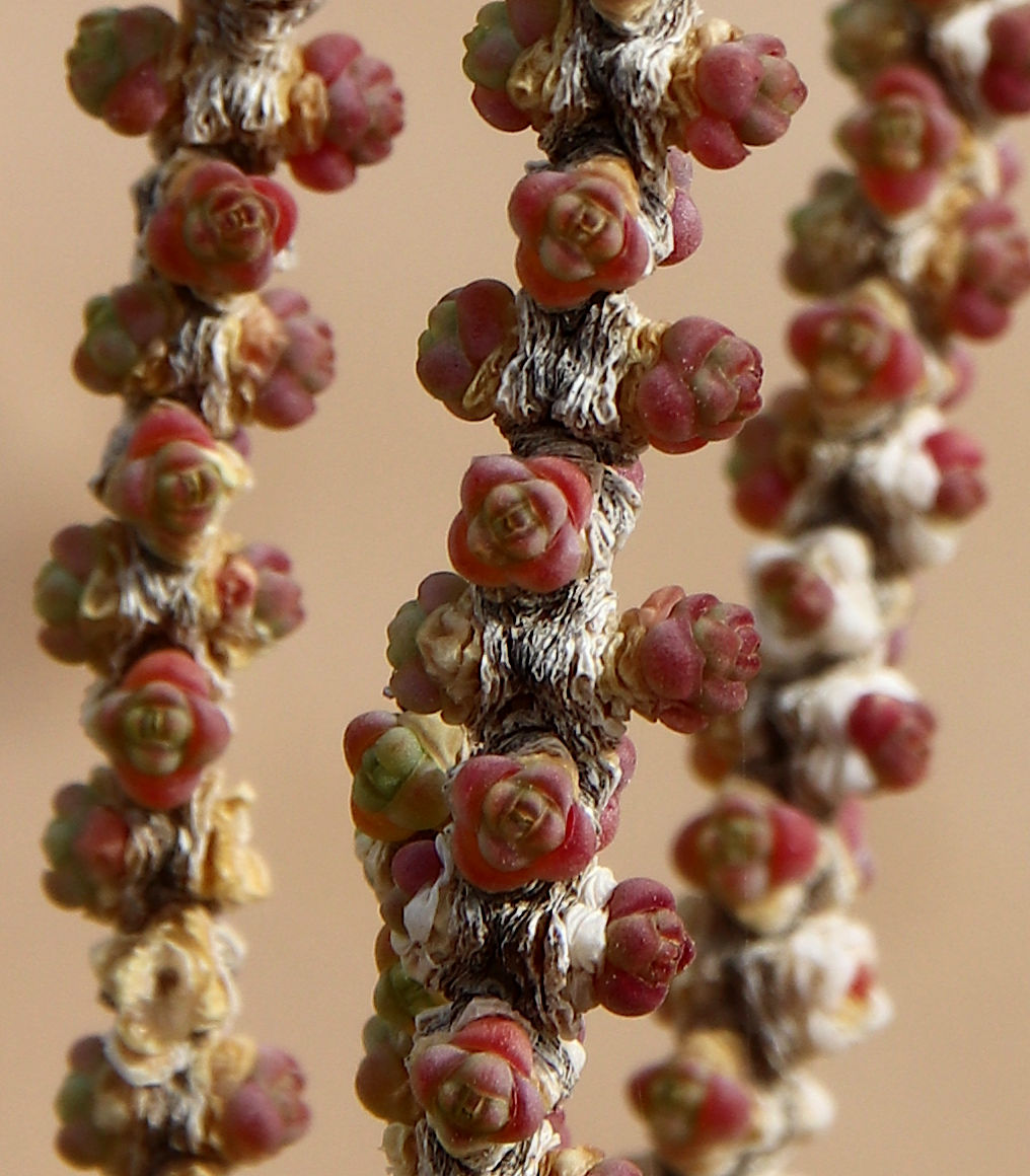 Изображение особи Halocnemum strobilaceum.