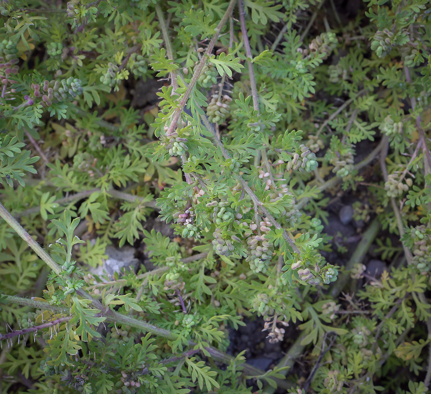 Изображение особи Coronopus didymus.