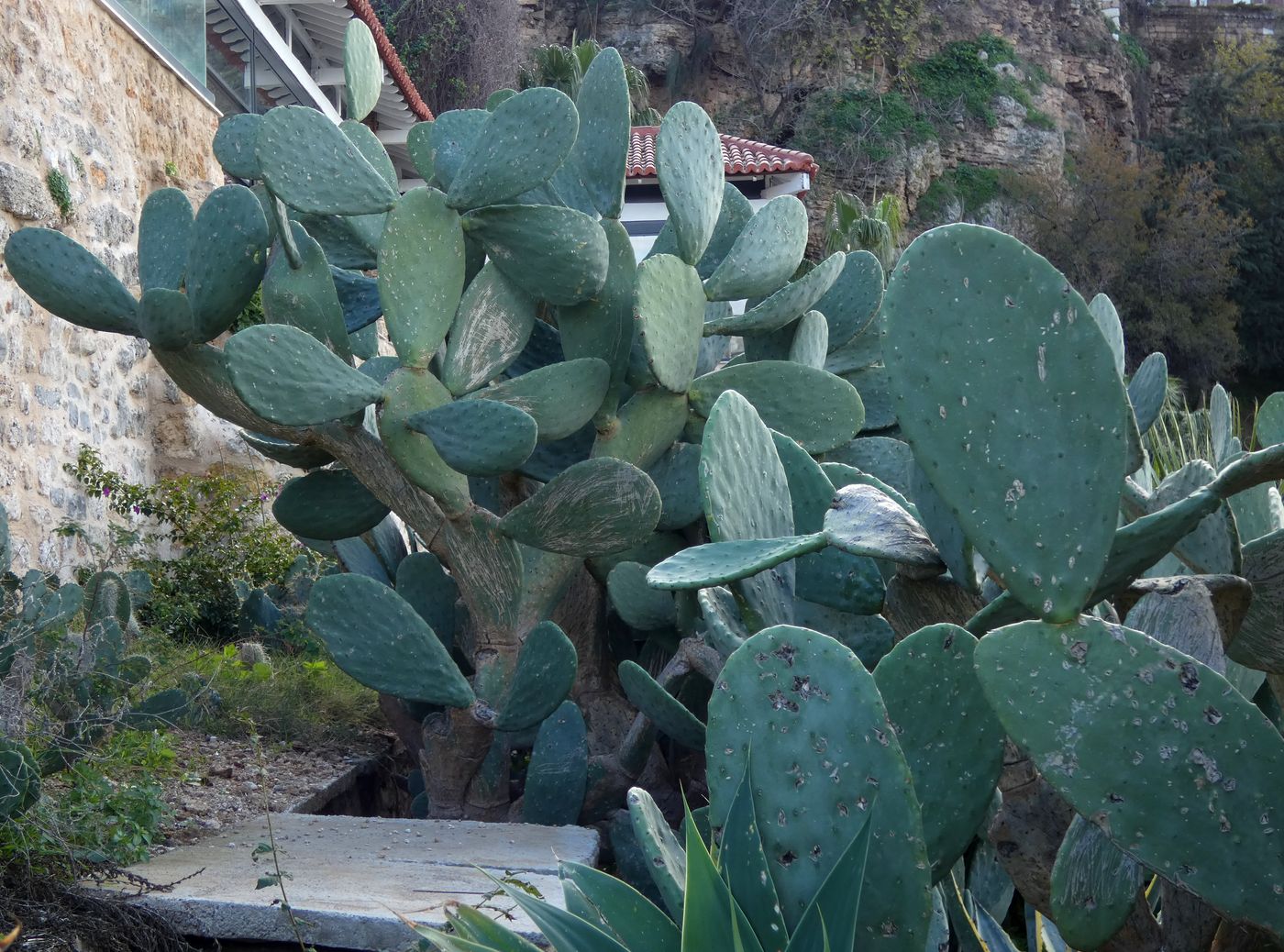 Изображение особи Opuntia ficus-indica.