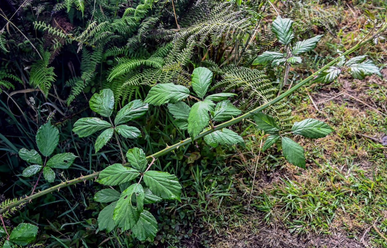 Изображение особи Rubus ulmifolius.
