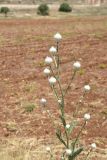 genus Centaurea. Верхушка растения с развивающимся (?) соцветием. Турция, ил Мардин, окр. деревни Анытлы (Хах), выс. ок. 950 м н.у.м., обочина дороги. 26 мая 2025 г.