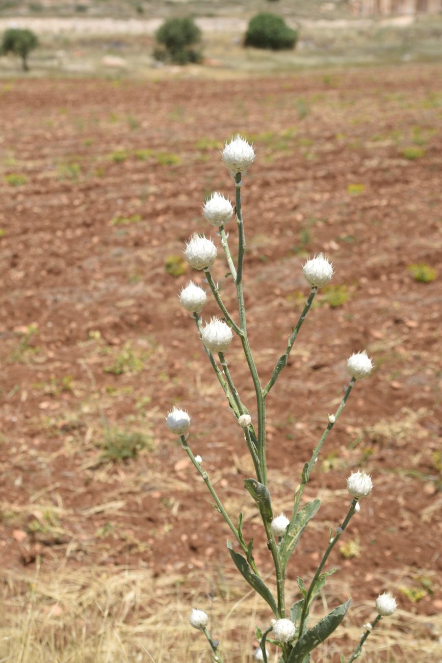 Image of Centaurea kurdica specimen.