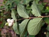 Symphoricarpos albus variety laevigatus. Верхушка побега с соплодием (видна абаксиальная поверхность листьев). Челябинская обл., г. Челябинск, ботсад ЧелГУ. 08.08.2022.