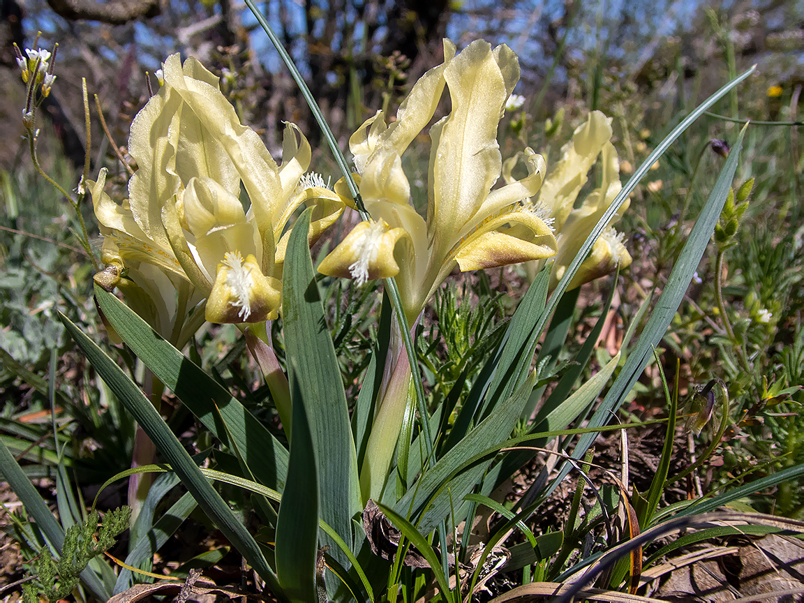 Изображение особи Iris pumila.