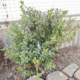 Изображение особи. Автор - Александр Бодреев