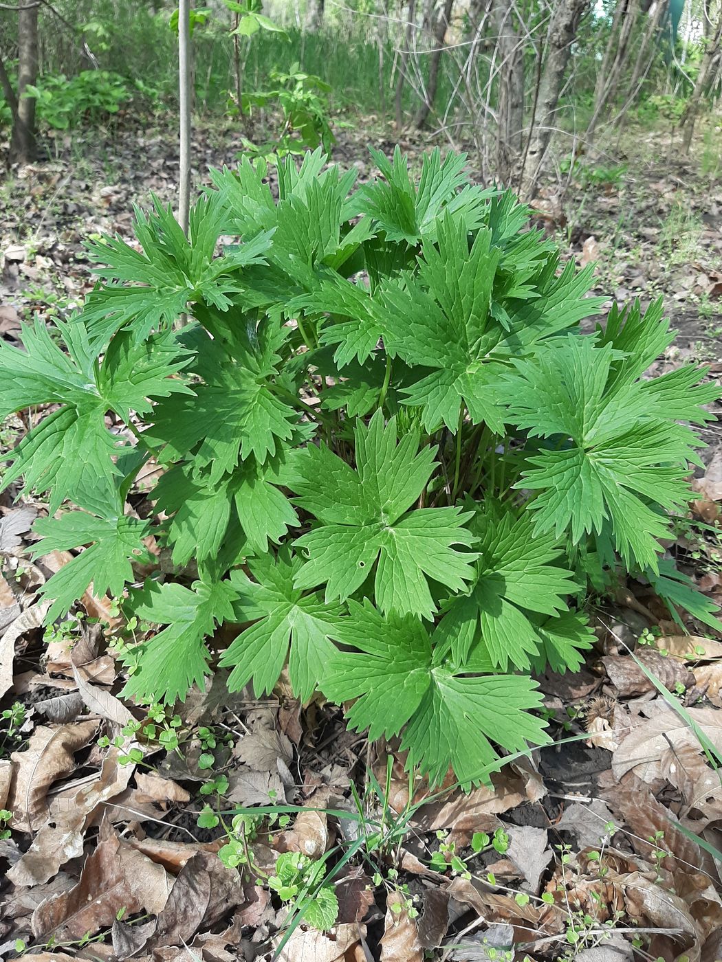 Изображение особи Aconitum lasiostomum.