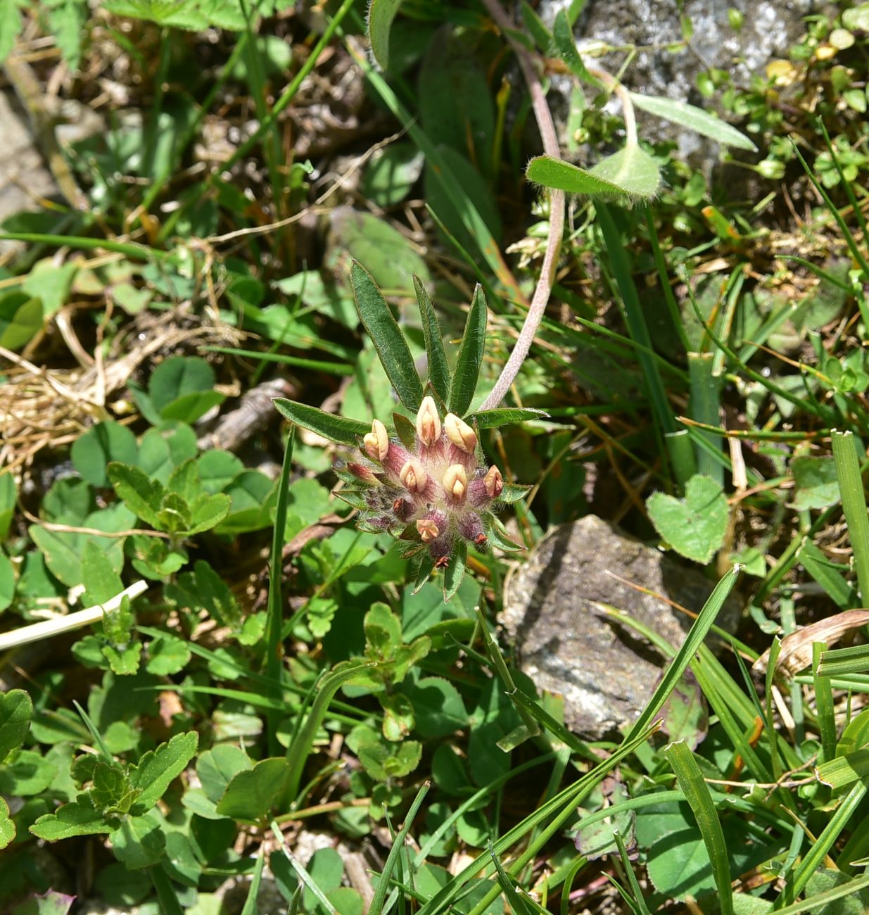 Image of Unknown species specimen.