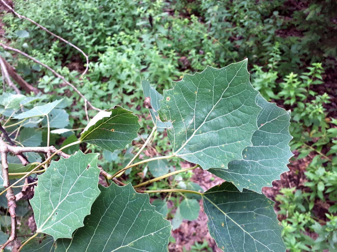 Image of Populus grandidentata specimen.
