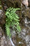отдел Polypodiophyta. Вегетирующее растение. Карелия, г. Петрозаводск, территория \"Вулкан Лой\", в расщелине отвесной скалы. 07.06.2026.