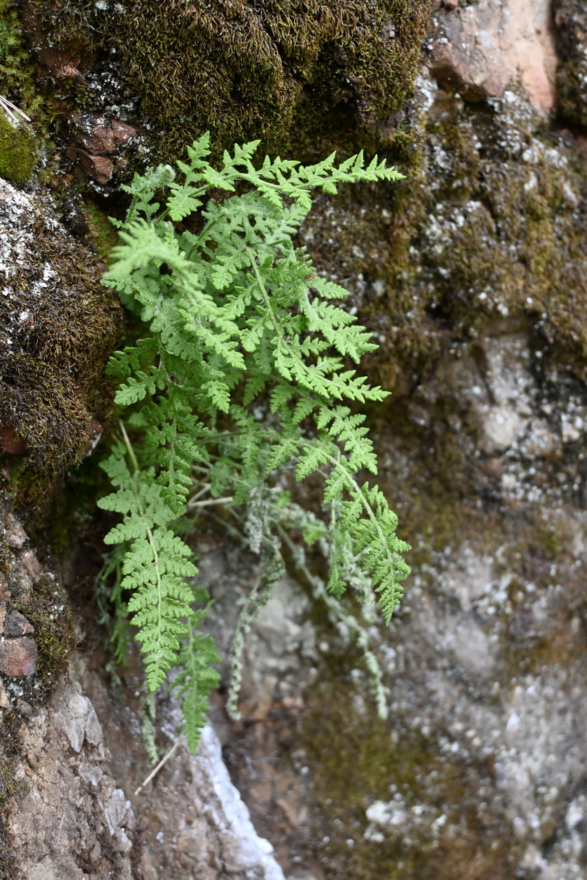 Изображение особи отдел Polypodiophyta.